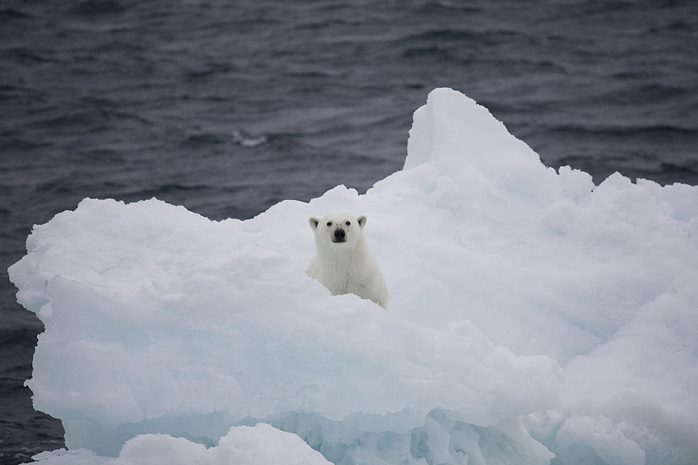 UN: There’s Still Time to Fight Climate Change If We Eat Plant-Based