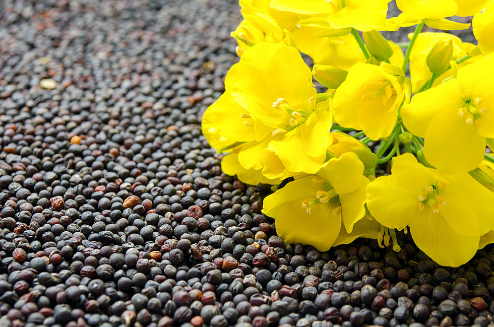 Could This Seed Produce the Most Sustainable Protein Source?