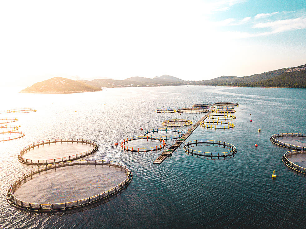 Why Fish May Not Be As Healthy As You Think: The Hidden Dangers of Fish
