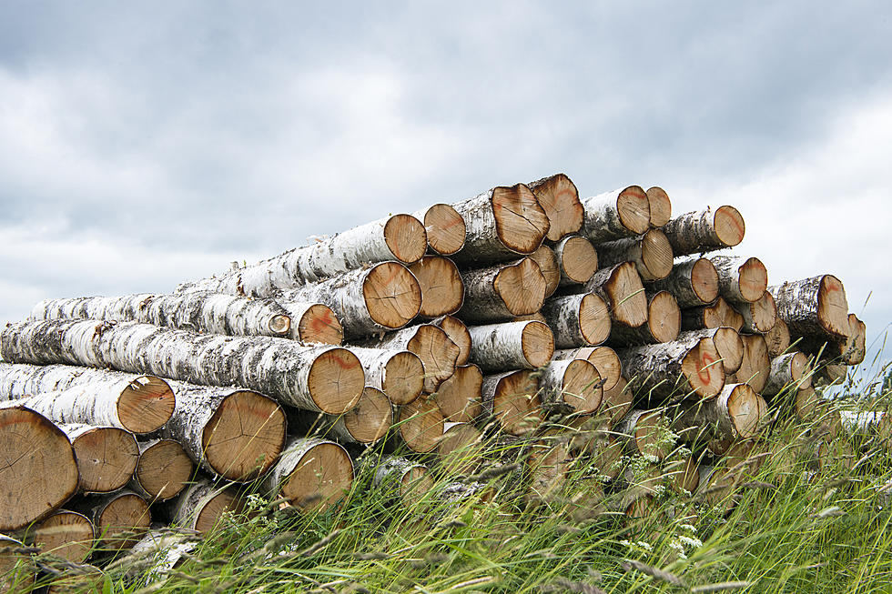105 Countries Pledge to End Deforestation By 2030