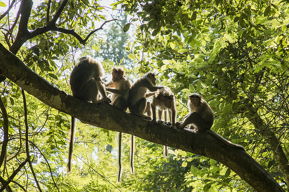 Wuhan Bans Eating Wild Species, China Pays Farmers to Not Raise Exotic Animals