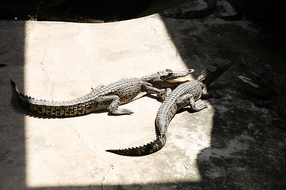 Calvin Klein and Tommy Hilfiger Ban the Use of Exotic Animal Leather