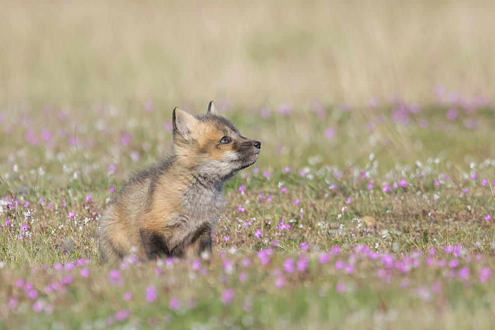 Israel Becomes First Country in the World to Completely Ban the Sale of Fur