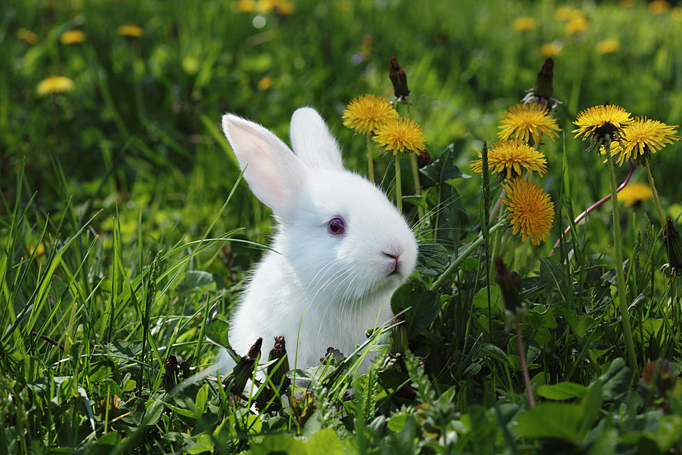 Hawaii Becomes the Sixth US State to Ban Cosmetic Animal Testing