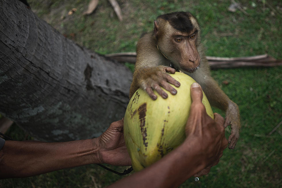 Coconut Products Tied to Animal Cruelty Leads to 15,000 Stores Ban